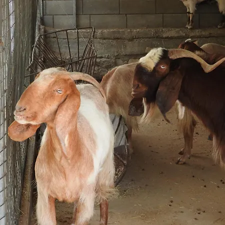 Olive Garden's Paradise Villa Skarinou