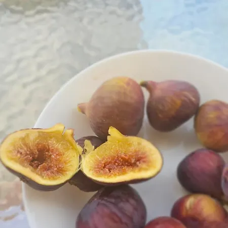 Olive Garden's Paradise Skarinou