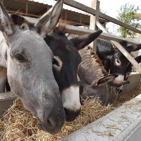Willa Olive Garden's Paradise Skarinou
