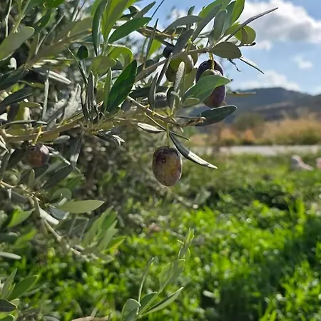 Olive Garden's Paradise *