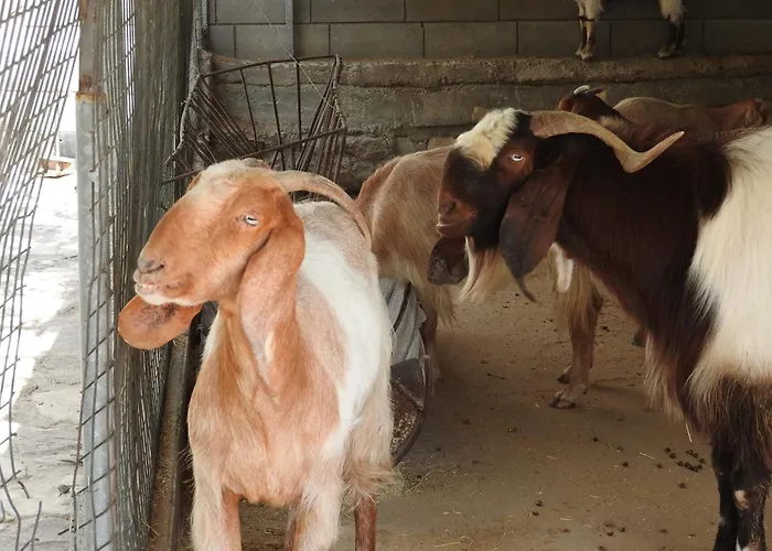 Olive Garden's Paradise Βίλα Σκαρίνου