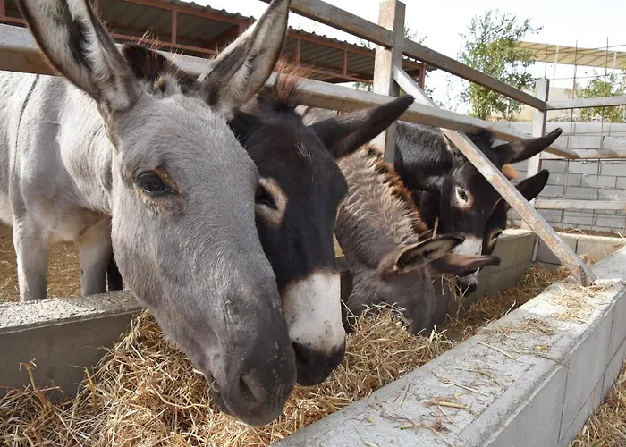 Βίλα Olive Garden's Paradise Σκαρίνου